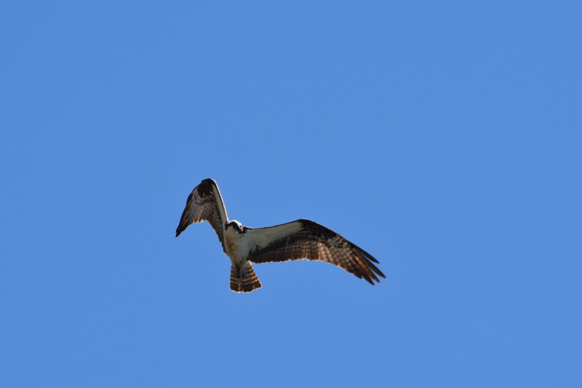 Загасч явлаг - ML645605005