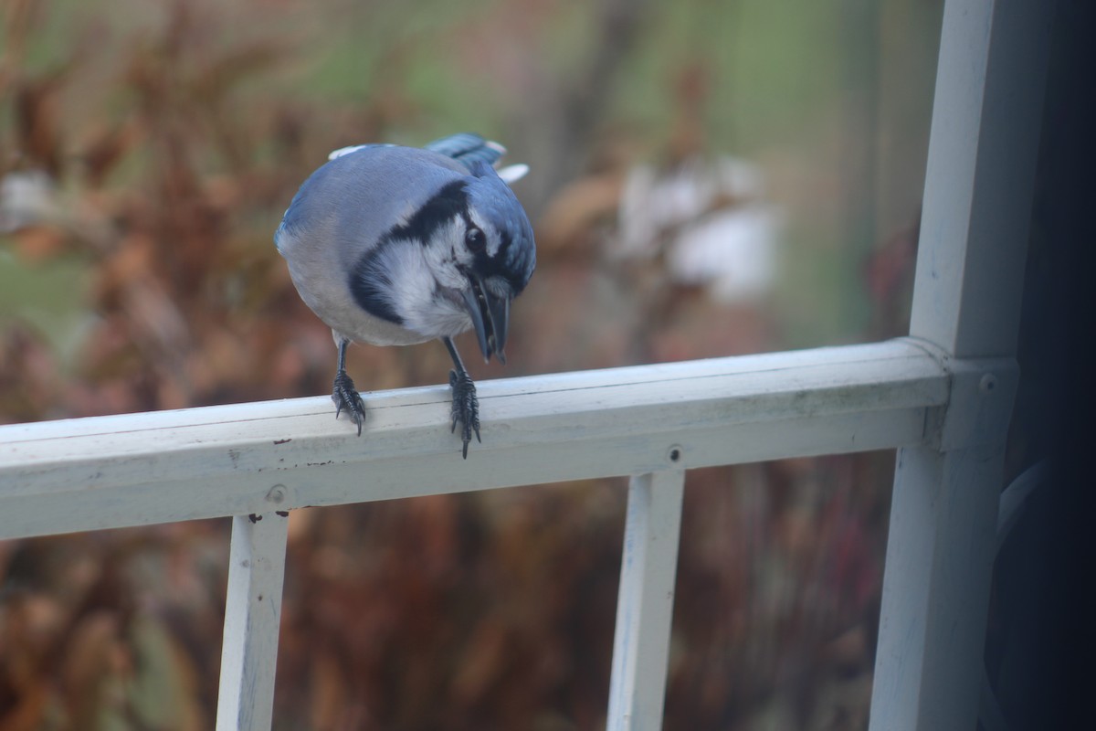 sojka chocholatá - ML645605007