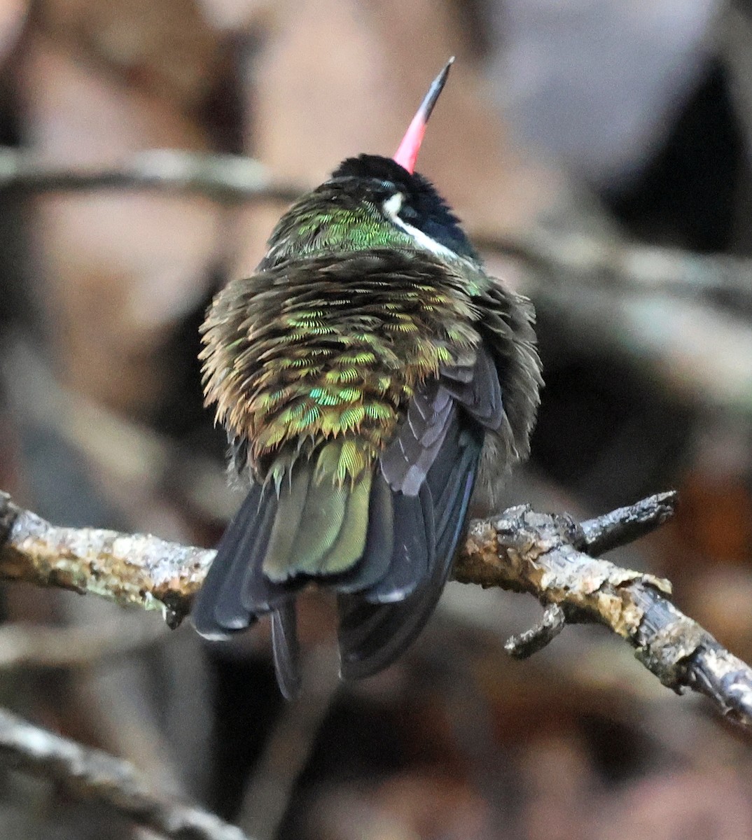White-eared Hummingbird - ML645605008