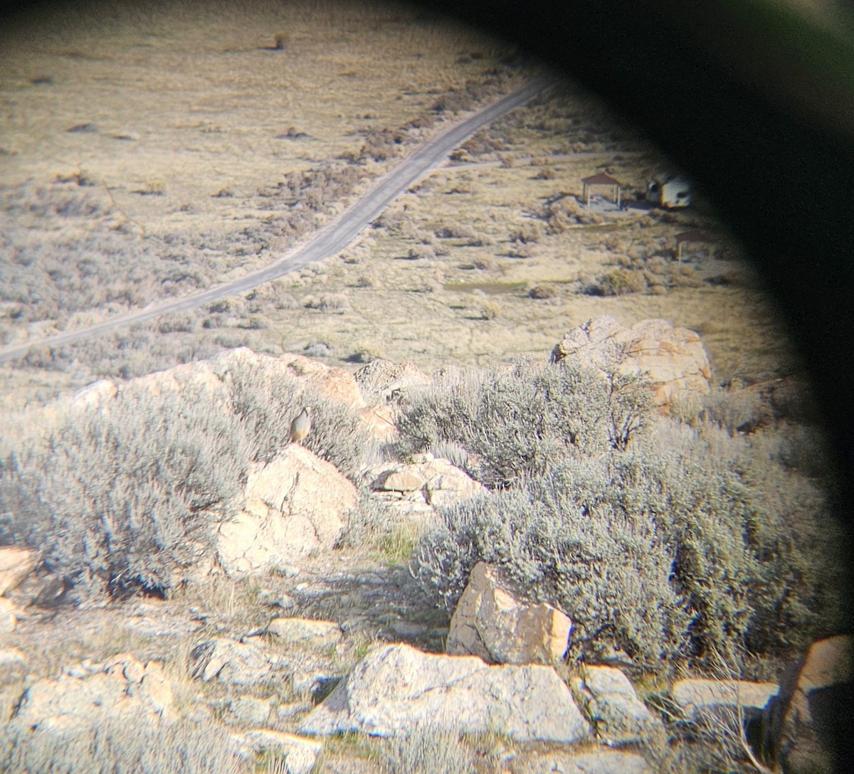 Coturnice orientale - ML645605013