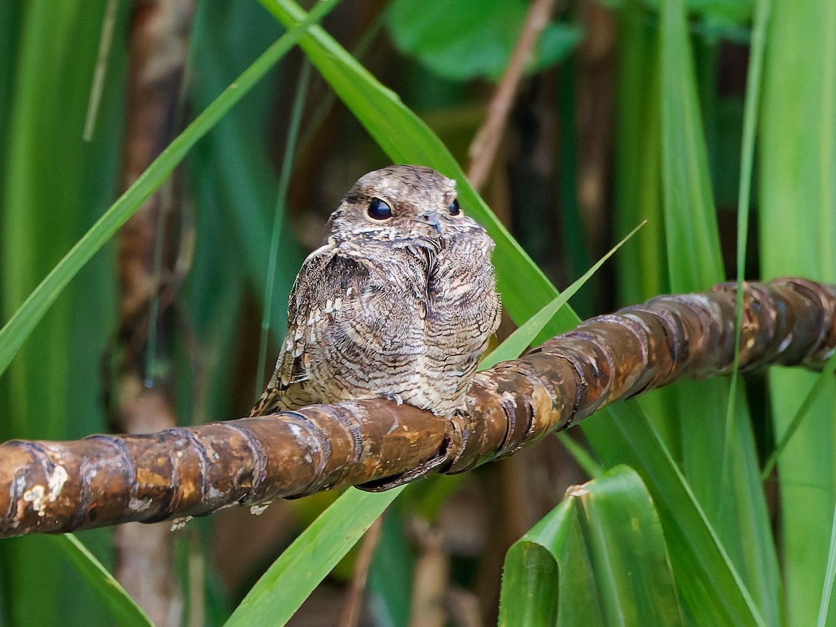 Ladder-tailed Nightjar - ML645605021