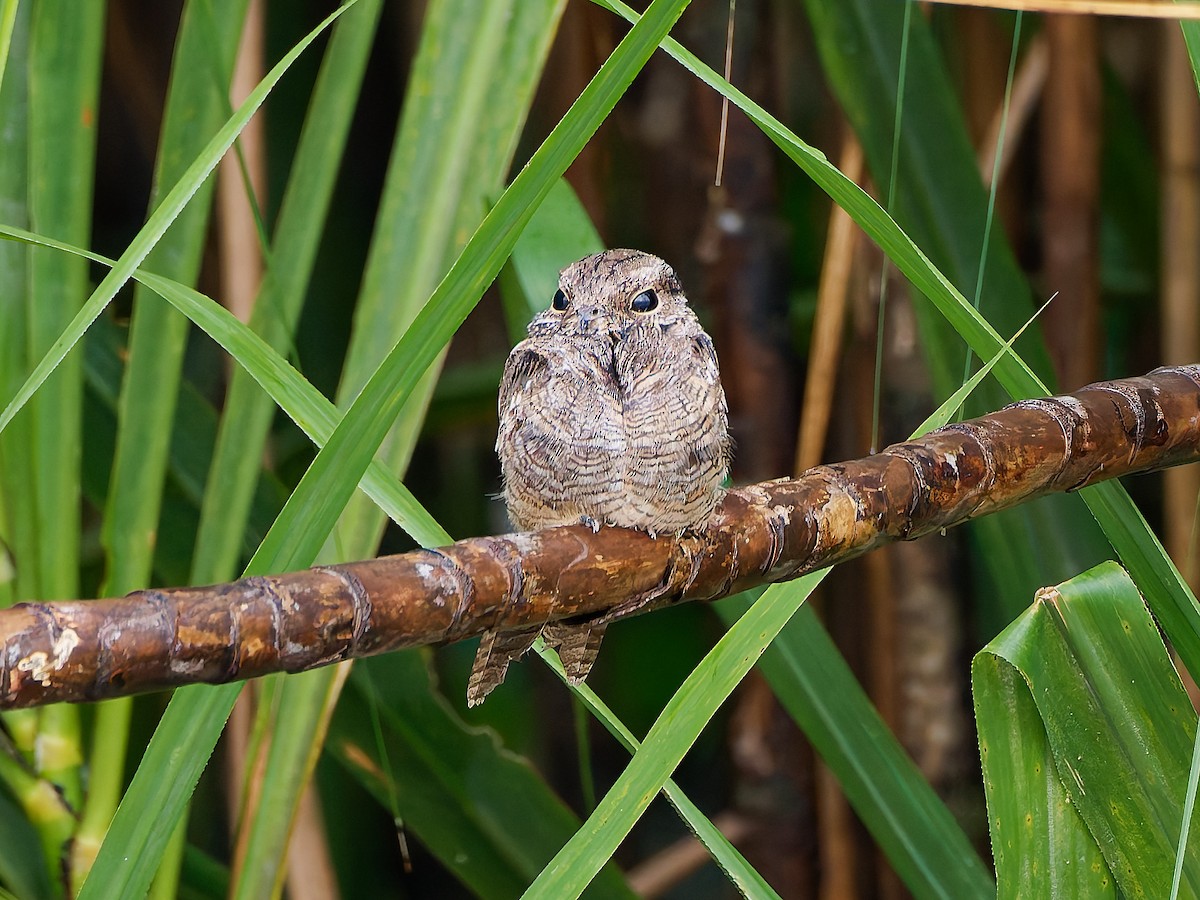 Ladder-tailed Nightjar - ML645605025
