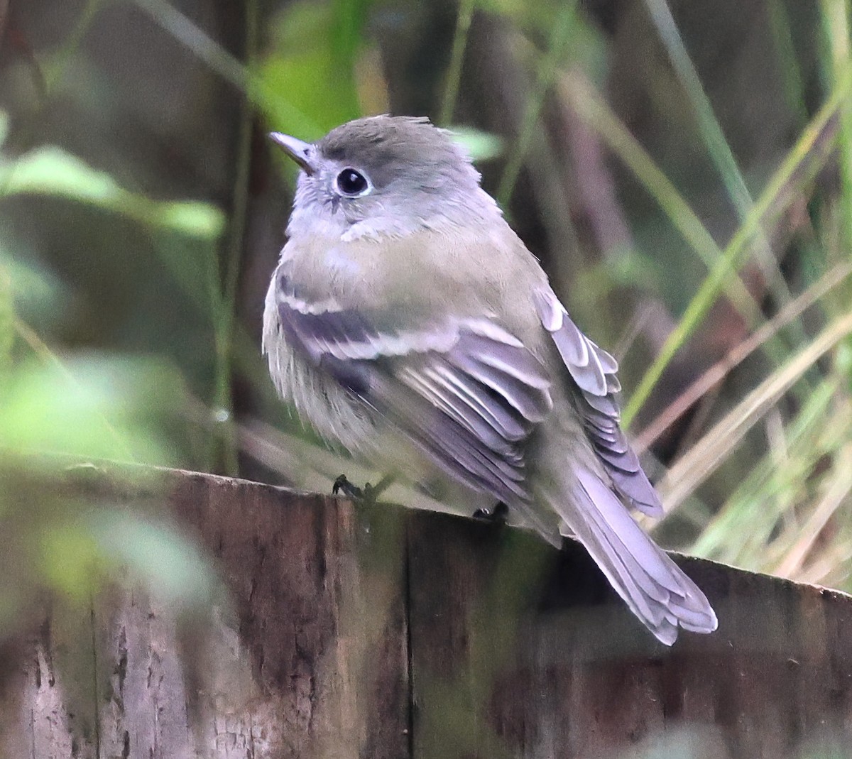 Hammond's Flycatcher - ML645605026