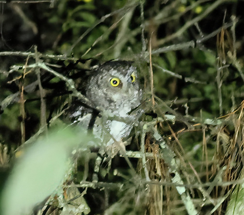 Tropfenkreischeule - ML645605061