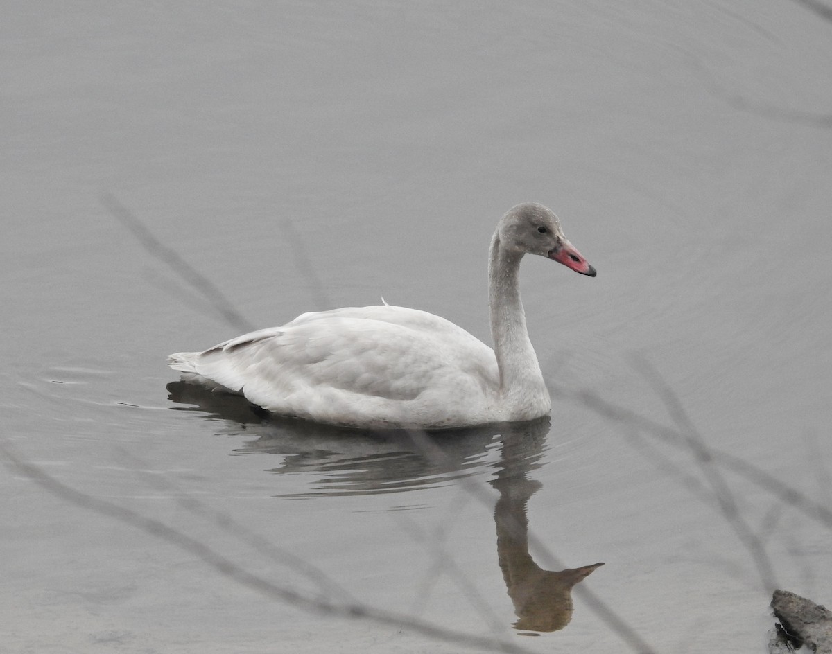 labuť malá - ML645605065