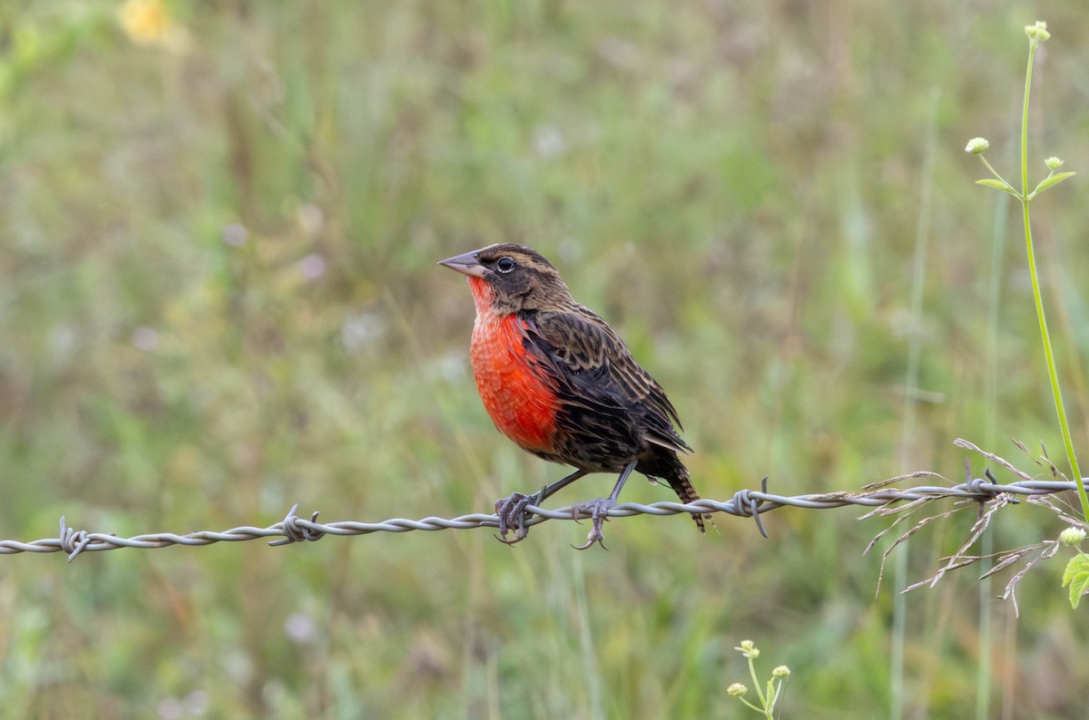 Red-breasted Meadowlark - ML645605066