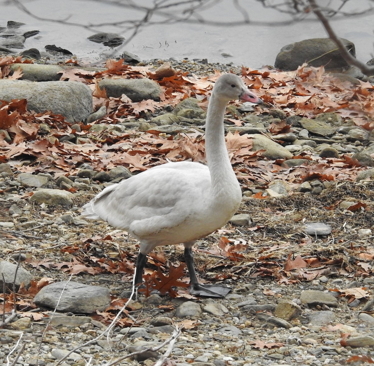 labuť malá - ML645605074