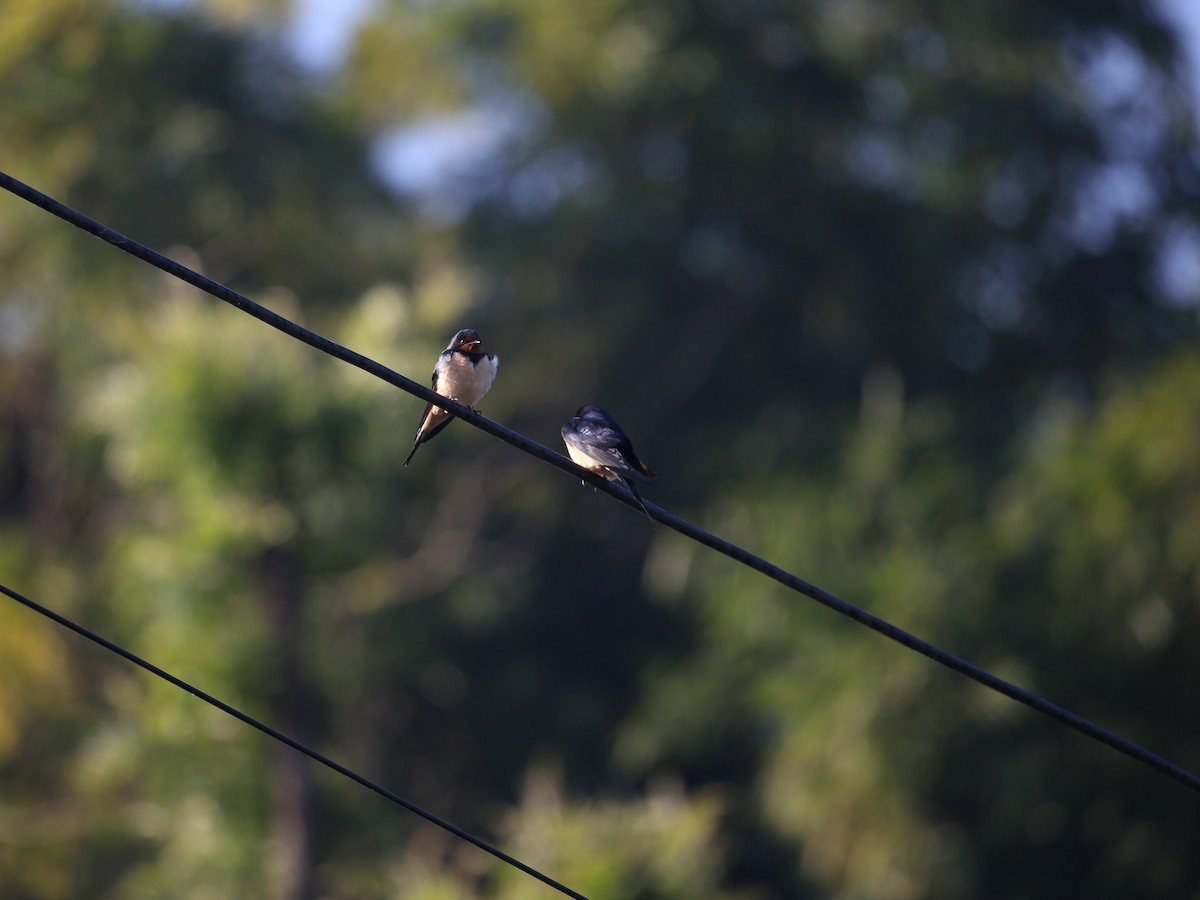 Ластівка сільська - ML645605075