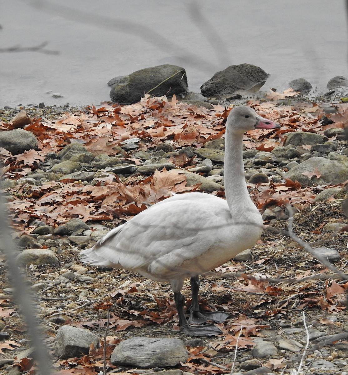 labuť malá - ML645605077