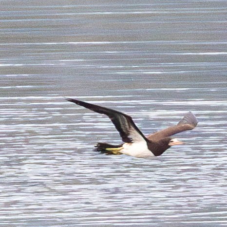 Cocos Booby - ML645605079