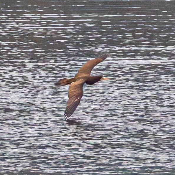 Cocos Booby - ML645605080