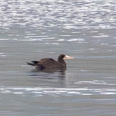 Cocos Booby - ML645605081