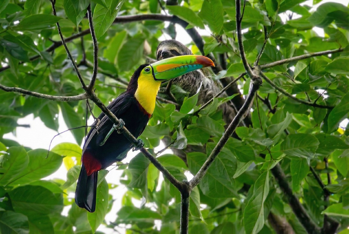 tukan středoamerický - ML645605085