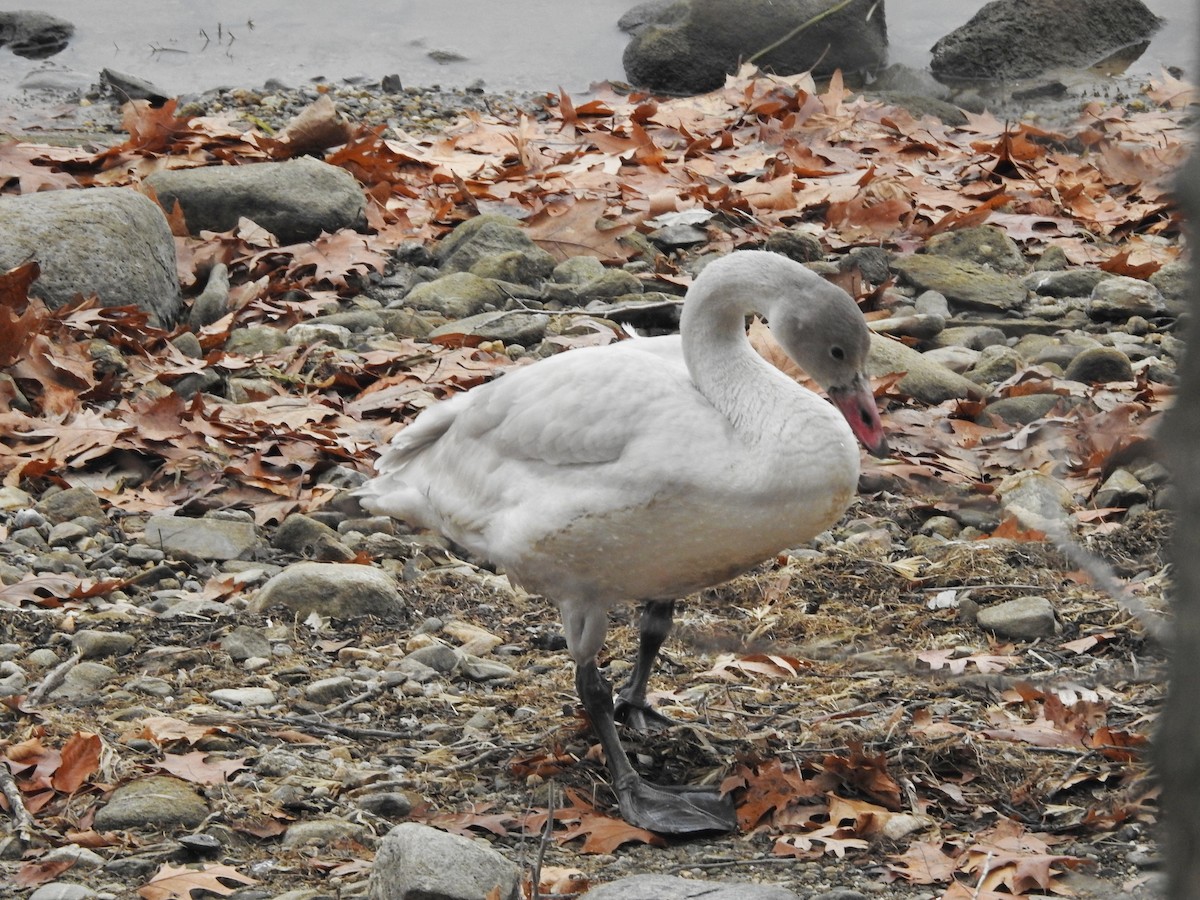 labuť malá - ML645605089