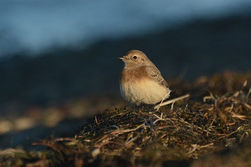 Pied Wheatear - ML645605097