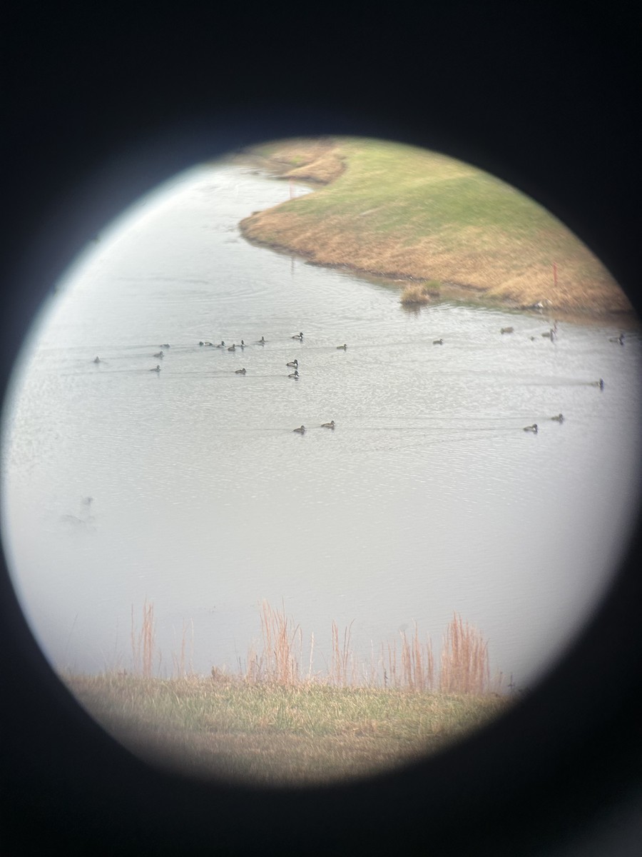 Ring-necked Duck - ML645605102