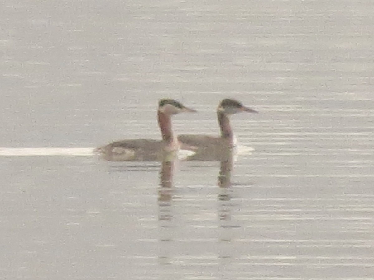 Пірникоза сірощока - ML645605125