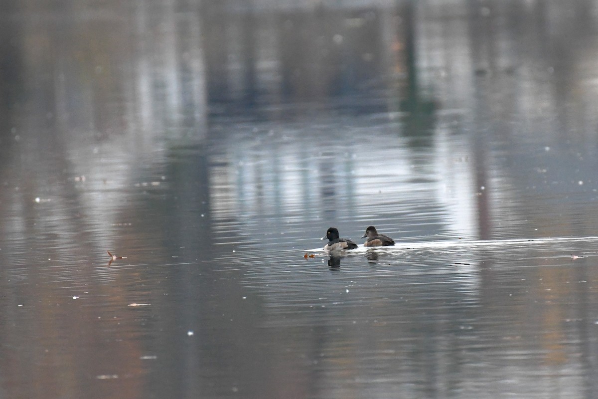 クビワキンクロ - ML645605128