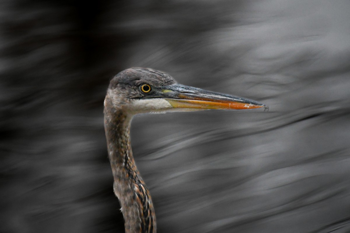 オオアオサギ - ML645605130