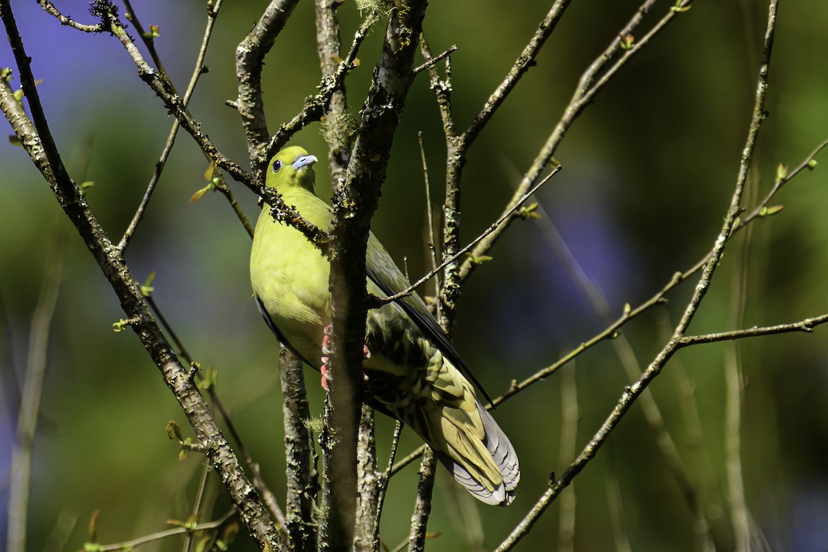 Kama Kuyruklu Yeşil Güvercin - ML645605133