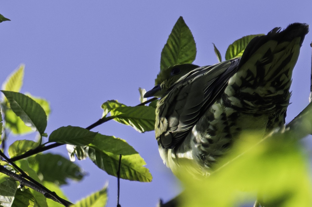 Kama Kuyruklu Yeşil Güvercin - ML645605137