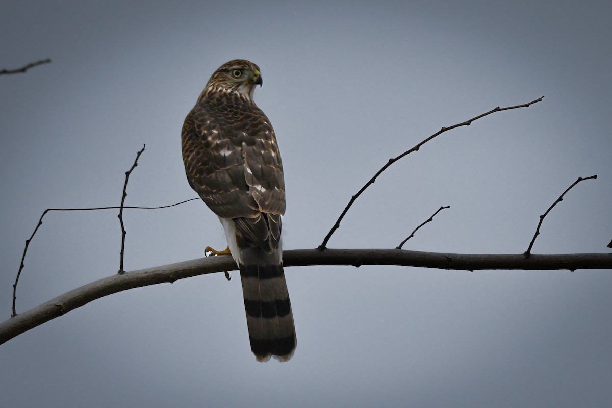 クーパーハイタカ - ML645605150