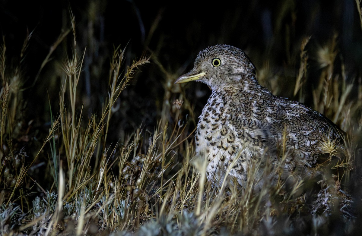 Plains-wanderer - ML645605157