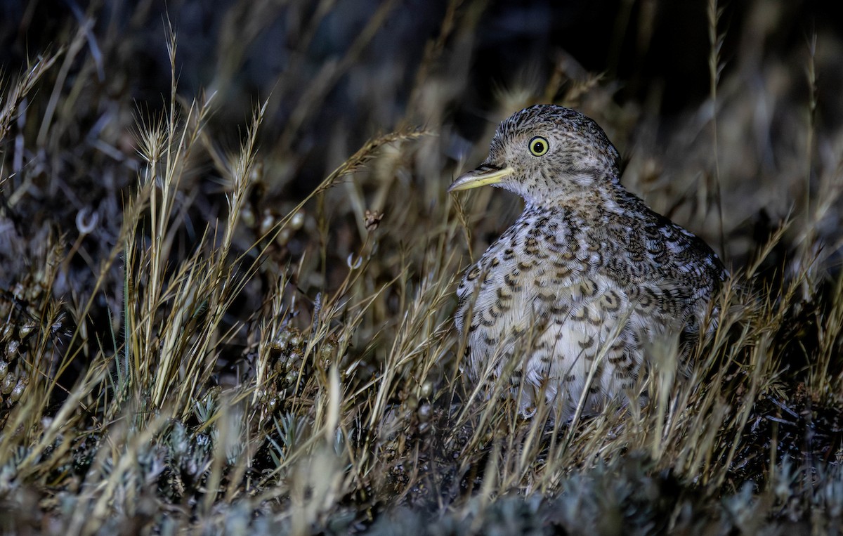 Plains-wanderer - ML645605158