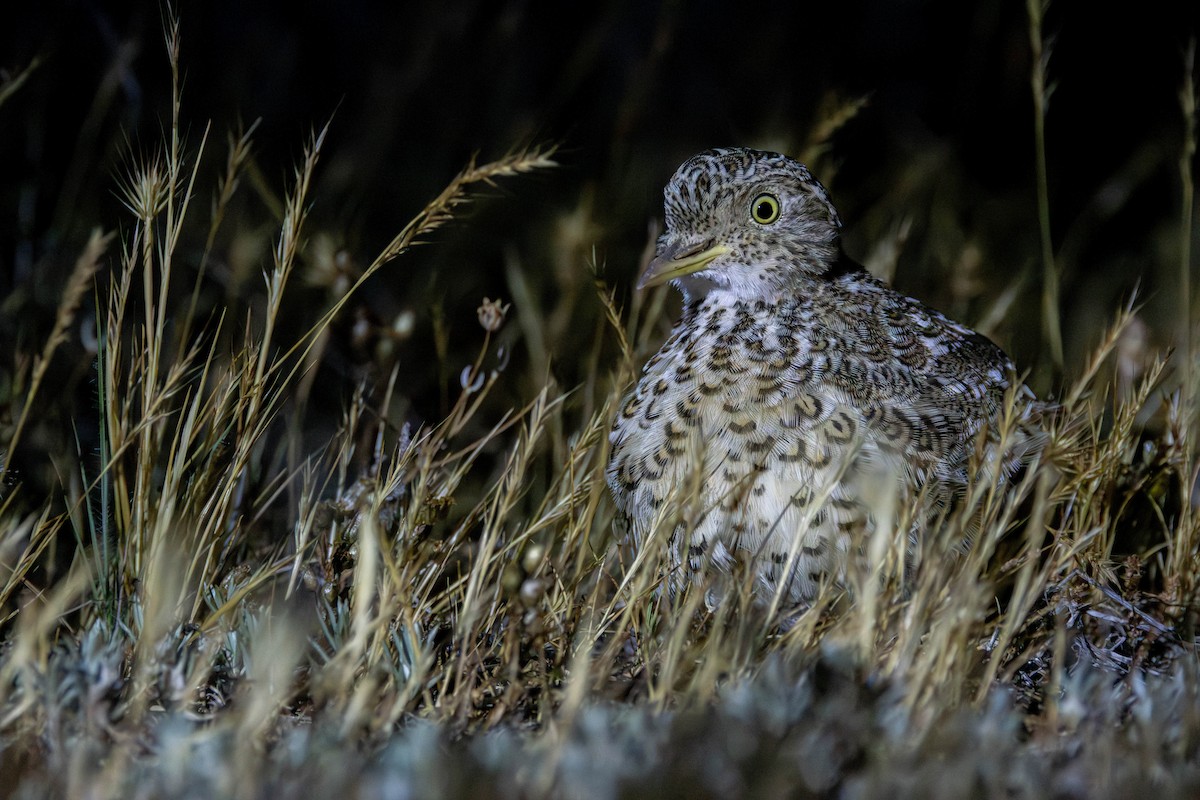 Plains-wanderer - ML645605162