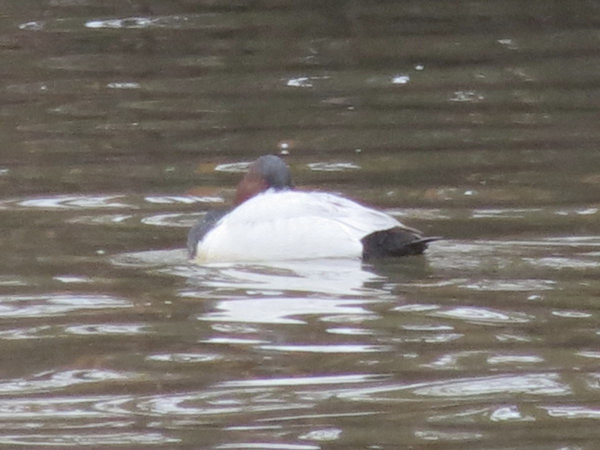 Murgilari bizkarzuria - ML645605173