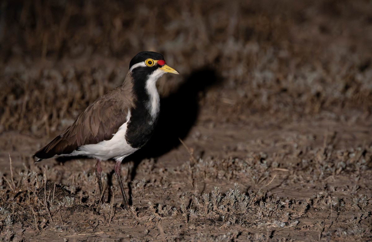 Banded Lapwing - ML645605177