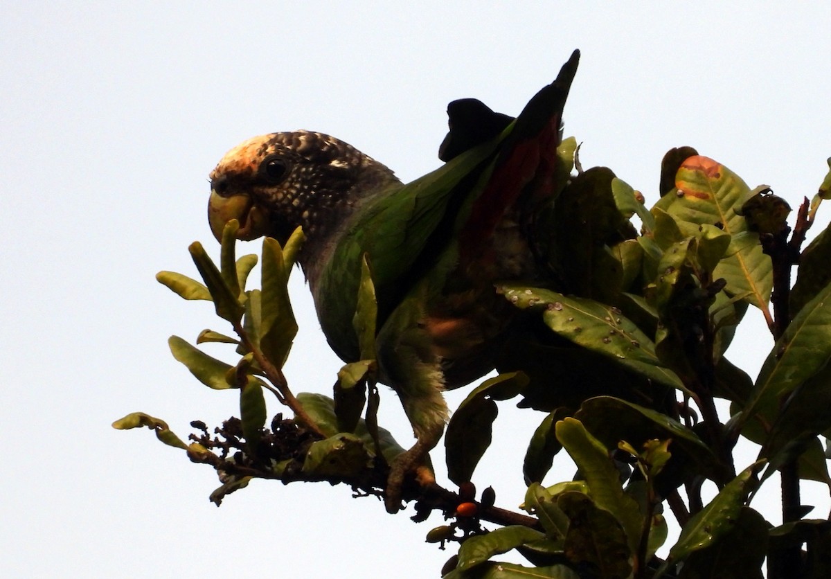 Speckle-faced Parrot - ML645605188
