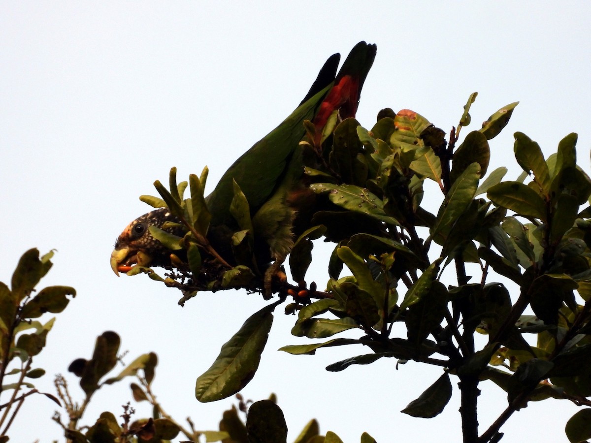 Speckle-faced Parrot - ML645605189