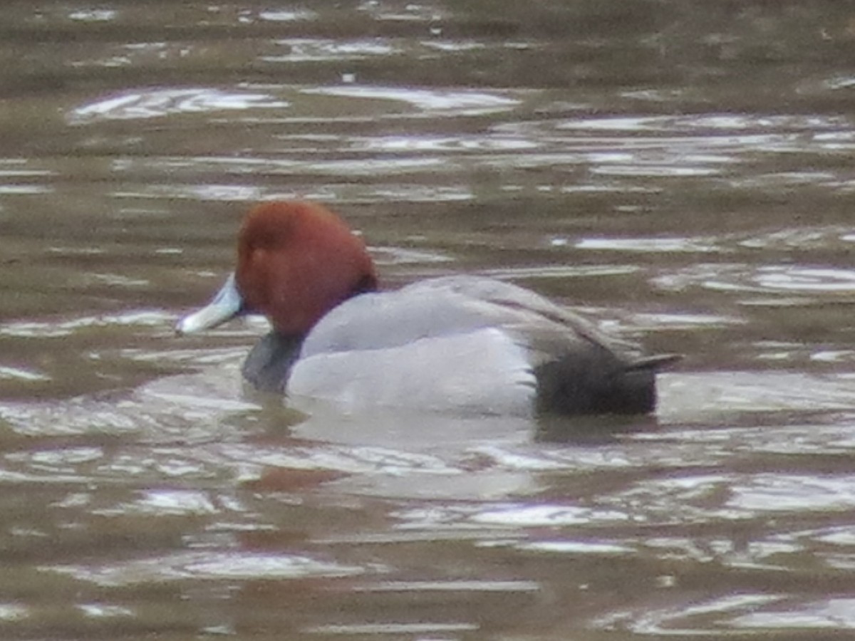 Redhead - ML645605195