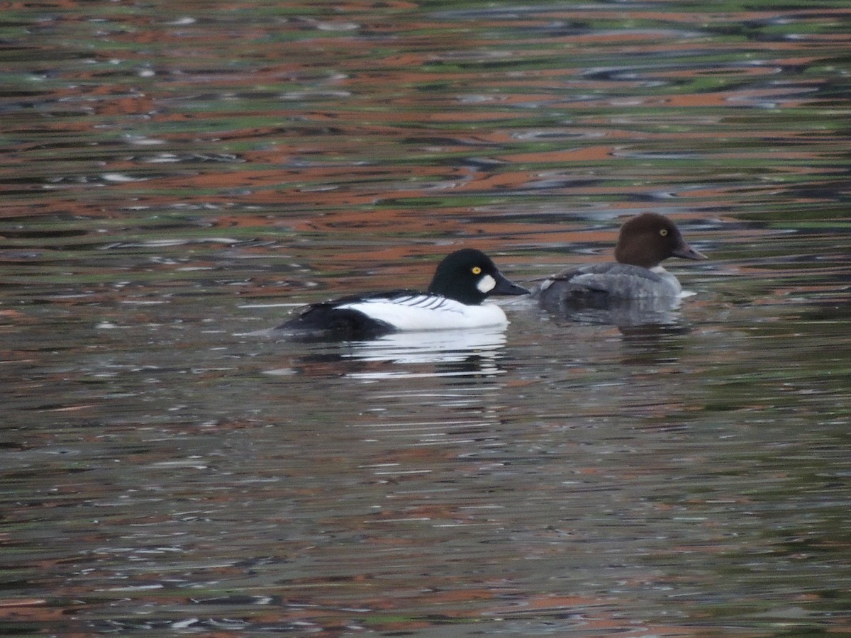 Common Goldeneye - ML645605199