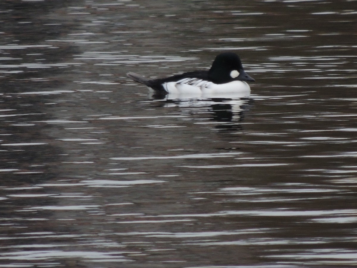 Common Goldeneye - ML645605200