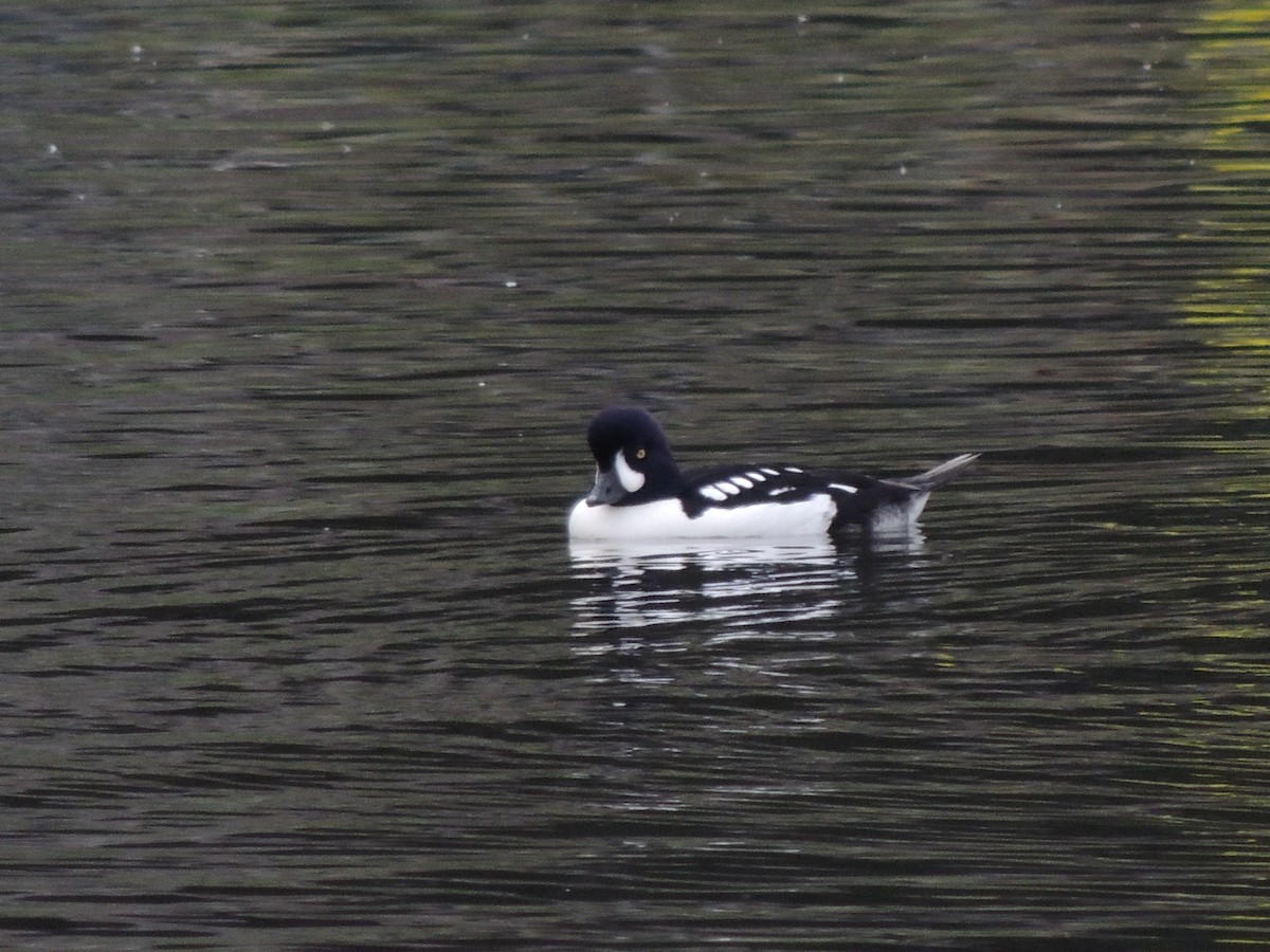 Barrow's Goldeneye - ML645605207