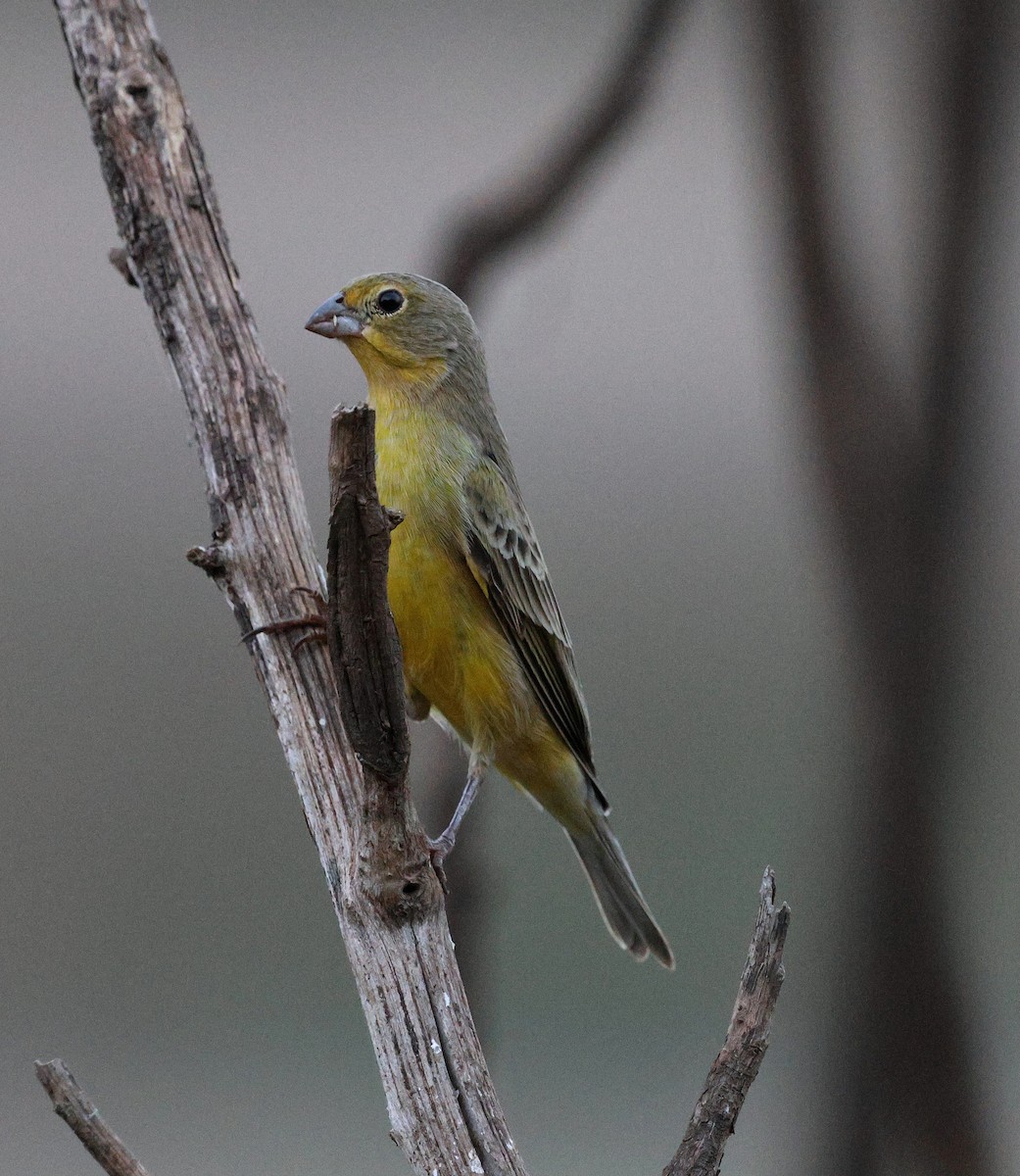 Grassland Yellow-Finch - ML645605212