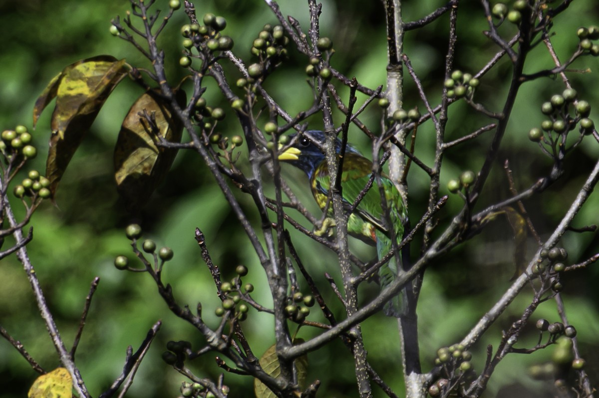 barbet velký - ML645605222