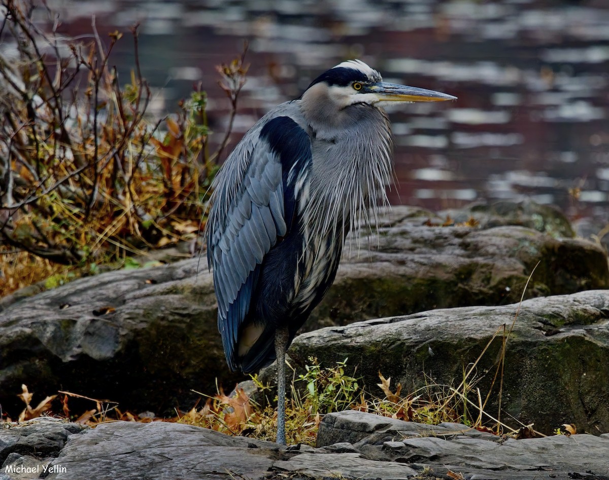 Great Blue Heron - ML645605223