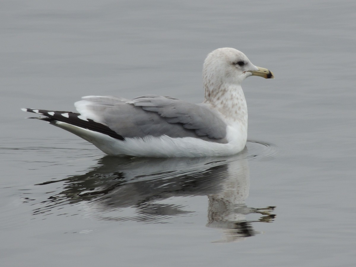 California Gull - ML645605228