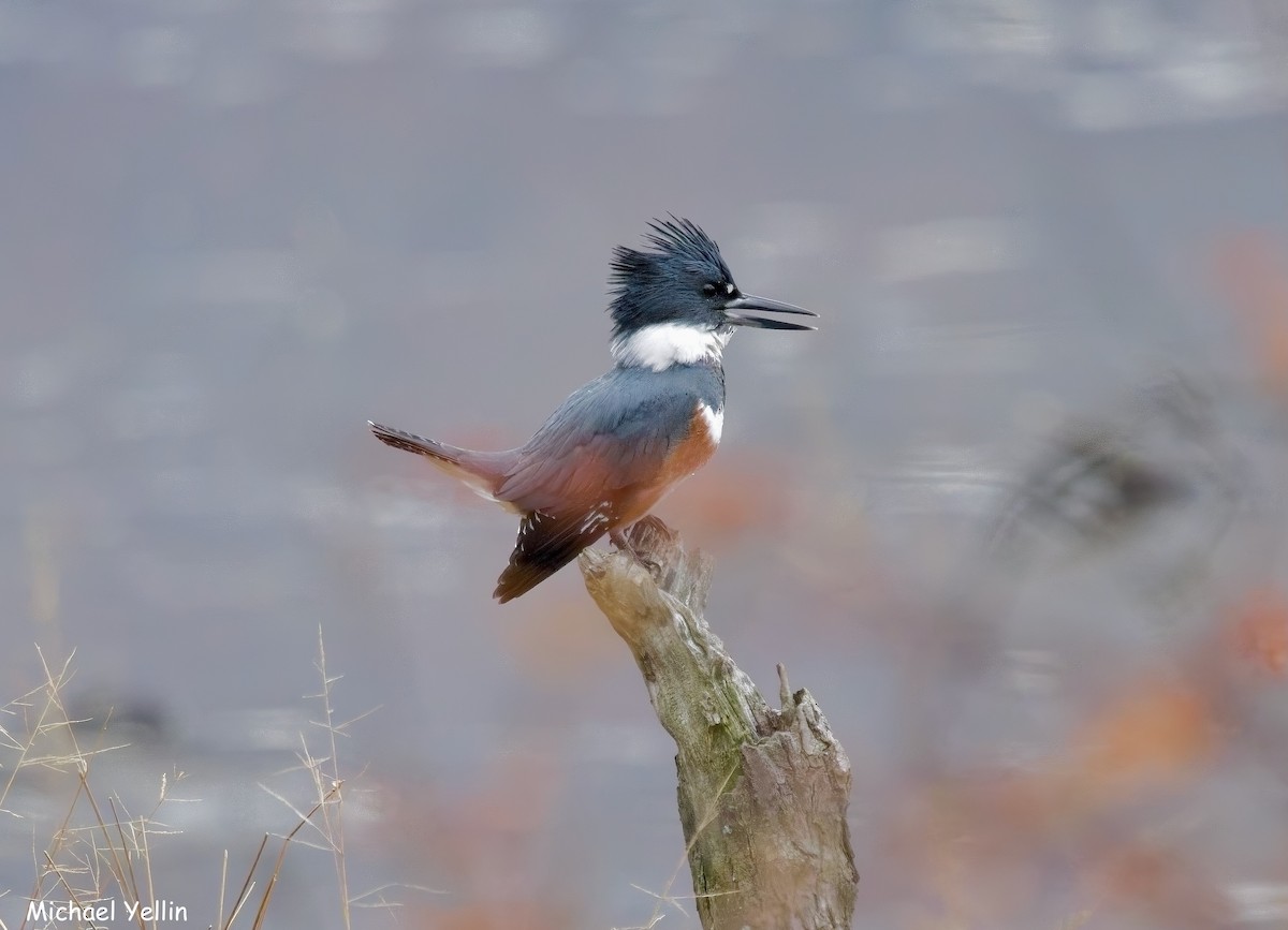 Belted Kingfisher - ML645605231