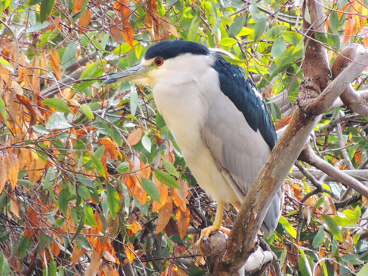 Black-crowned Night Heron - ML645605239
