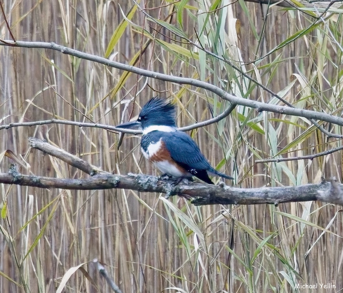 Belted Kingfisher - ML645605240