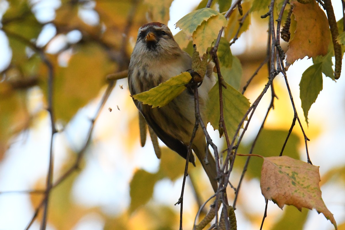 gråsisik (cabaret) (brunsisik) - ML645605250