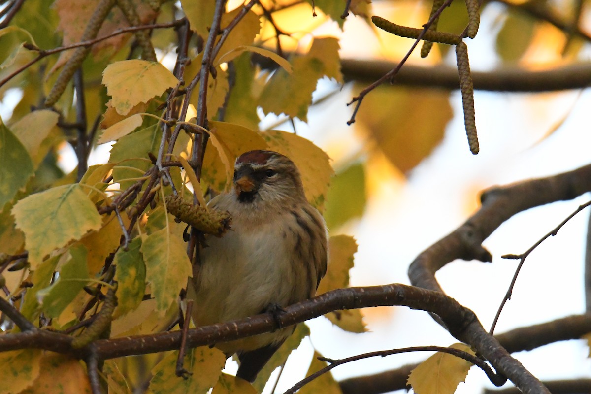 gråsisik (cabaret) (brunsisik) - ML645605252