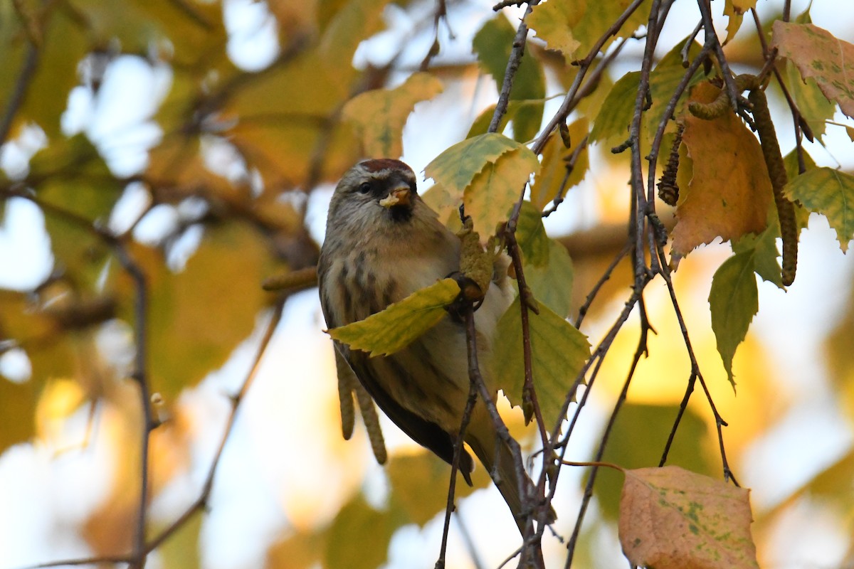 gråsisik (cabaret) (brunsisik) - ML645605253