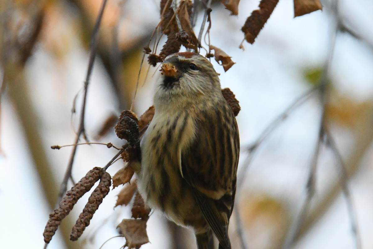 gråsisik (cabaret) (brunsisik) - ML645605254