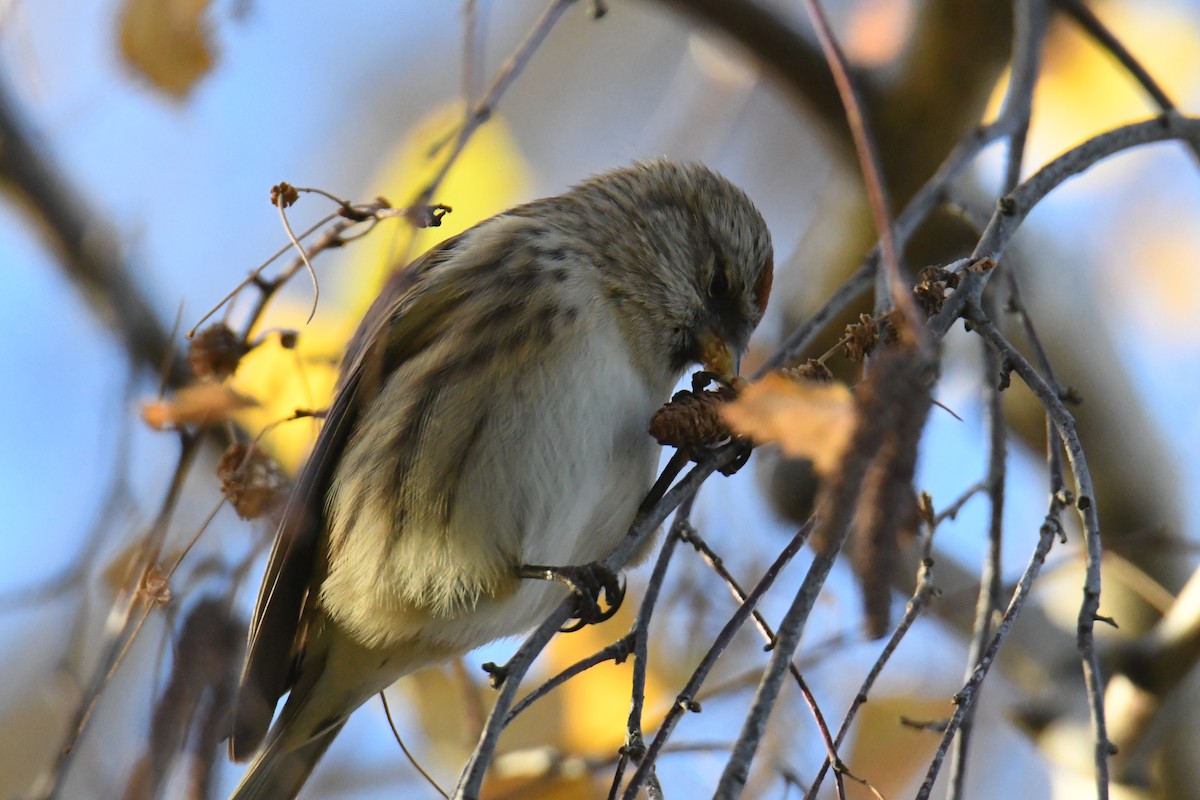 gråsisik (cabaret) (brunsisik) - ML645605255