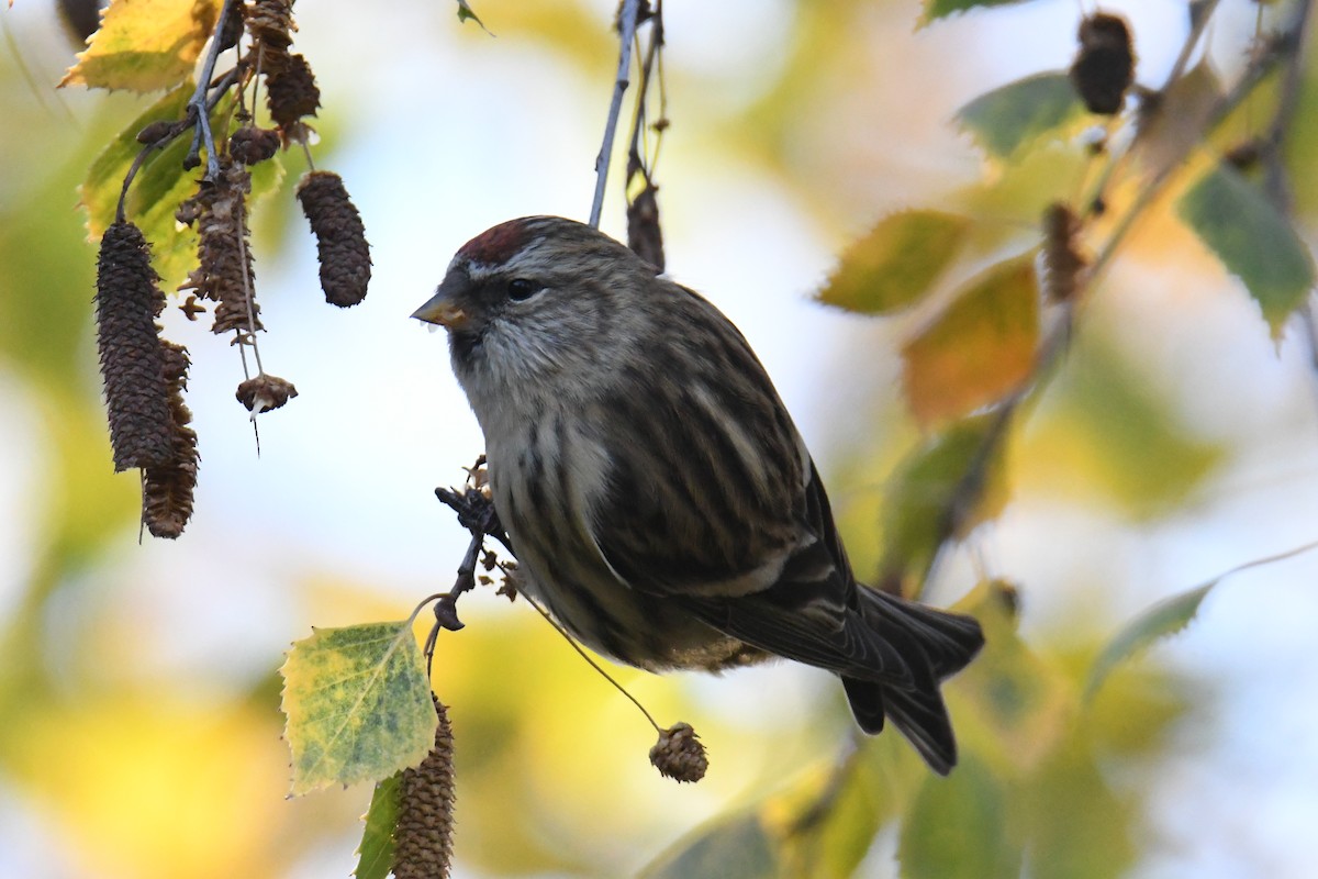 gråsisik (cabaret) (brunsisik) - ML645605256